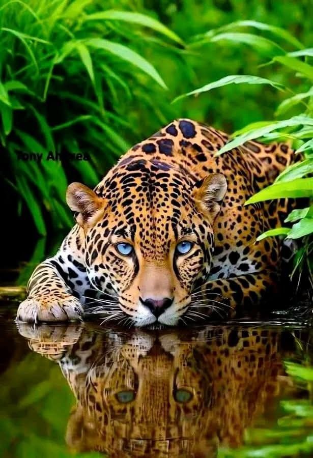 Best Wallpaper Shop In Gurgaon_Enchanted Leopard_Wallpaper Studio